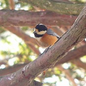 Varied Tit